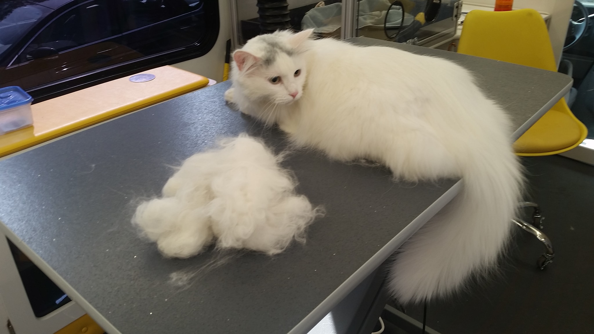 hooked on a feline cat grooming