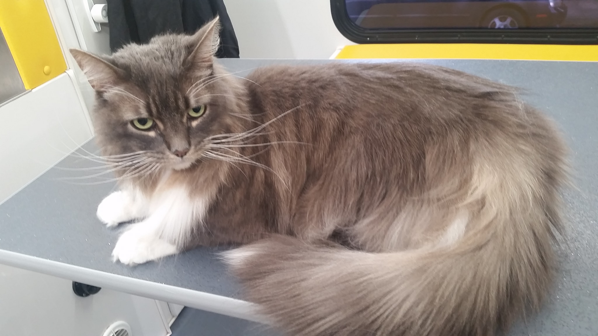 hooked on a feline cat grooming